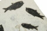 Multiple Fossil Fish (Knightia) Plate - Wyoming #233861-2